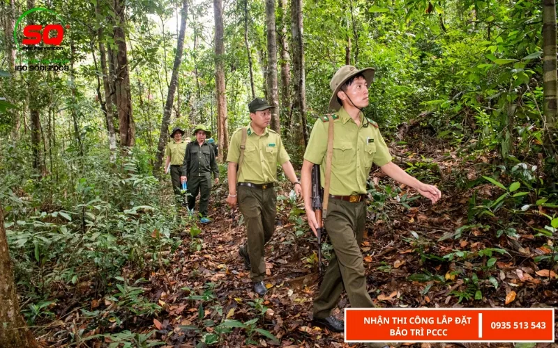 cháy rừng là gì